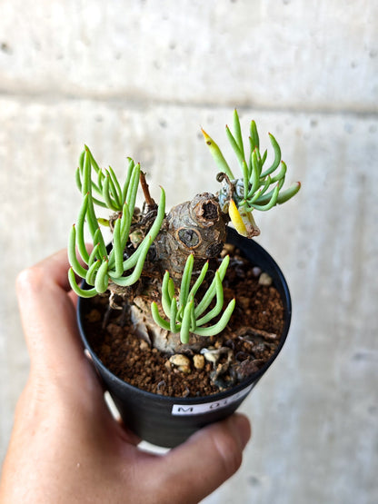 【現品限り】チレコドン・ペアルソニー 現地株 発根済み【M14】 Tylecodon pearsonii