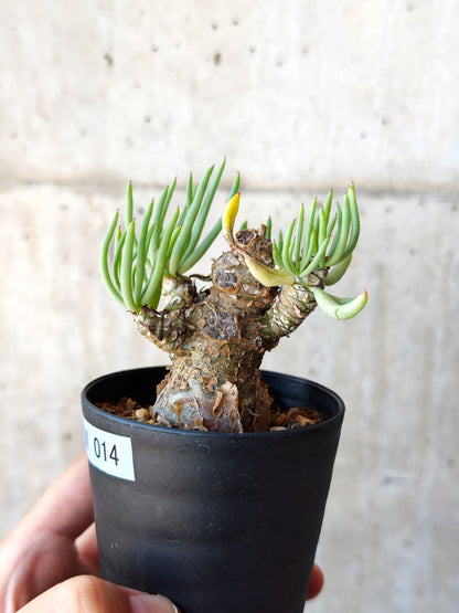 【現品限り】チレコドン・ペアルソニー 現地株 発根済み【M14】 Tylecodon pearsonii