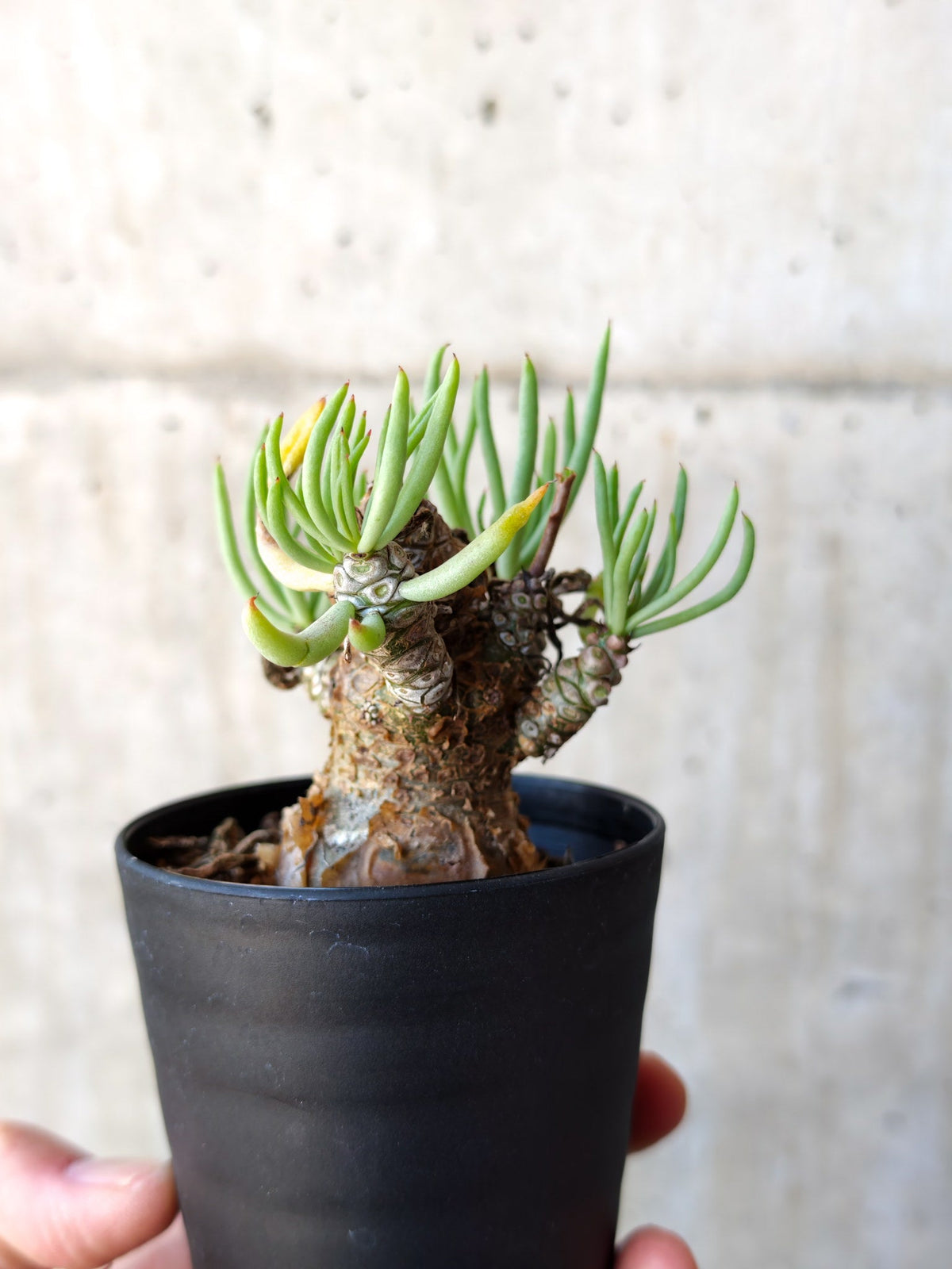 【現品限り】チレコドン・ペアルソニー 現地株 発根済み【M14】 Tylecodon pearsonii