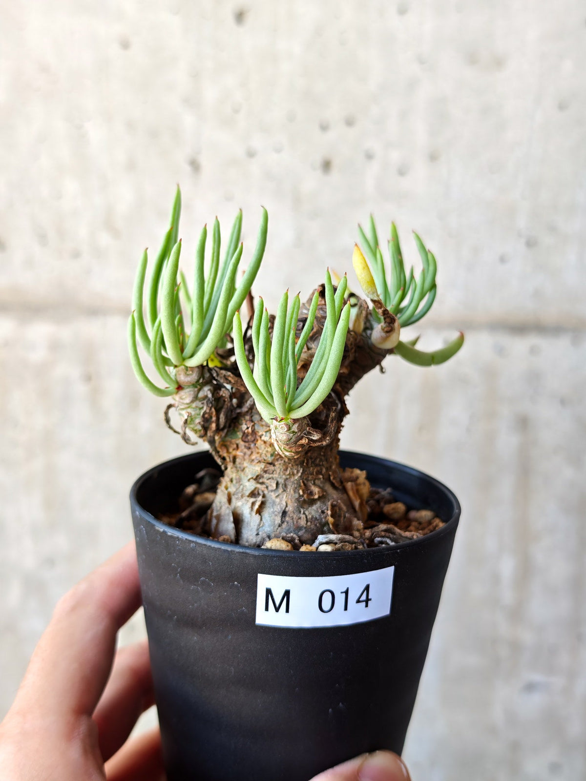 【現品限り】チレコドン・ペアルソニー 現地株 発根済み【M14】 Tylecodon pearsonii