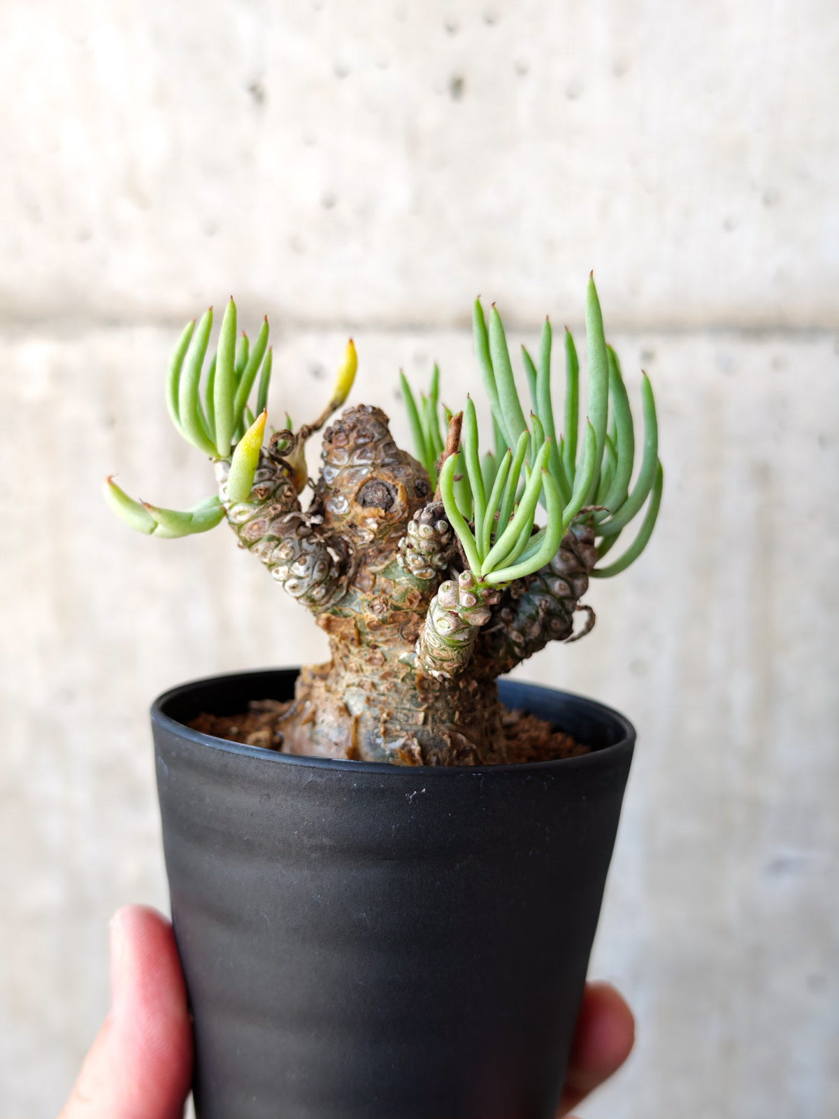 【現品限り】チレコドン・ペアルソニー 現地株 発根済み【M14】 Tylecodon pearsonii