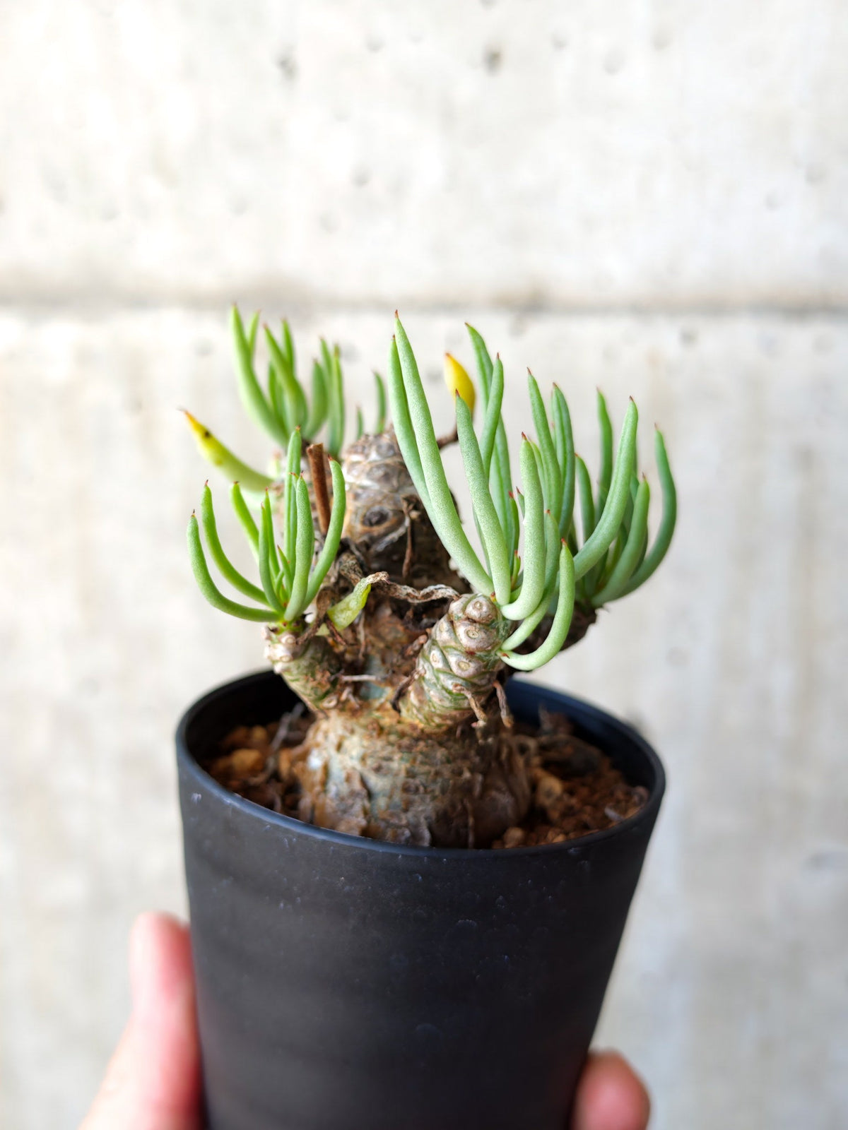 【現品限り】チレコドン・ペアルソニー 現地株 発根済み【M14】 Tylecodon pearsonii