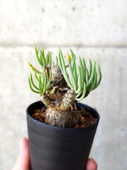 【現品限り】チレコドン・ペアルソニー 現地株 発根済み【M14】 Tylecodon pearsonii