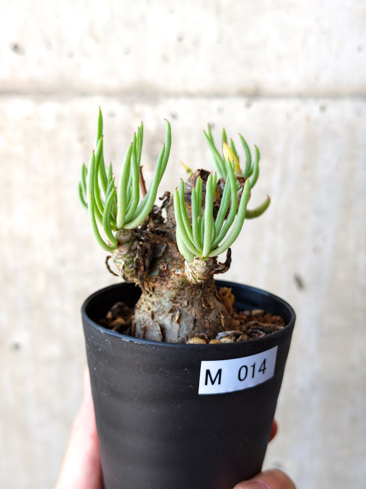 【現品限り】チレコドン・ペアルソニー 現地株 発根済み【M14】 Tylecodon pearsonii