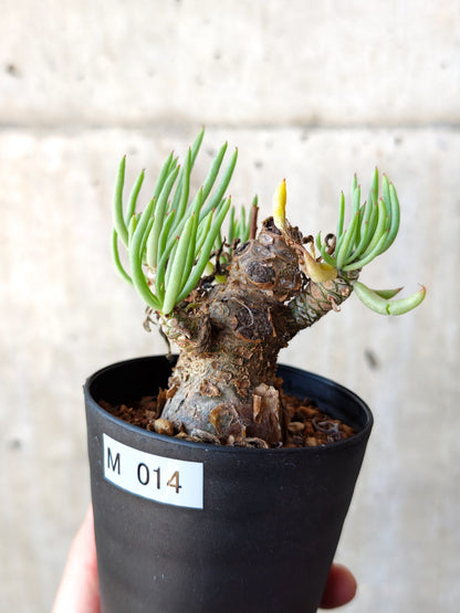 【現品限り】チレコドン・ペアルソニー 現地株 発根済み【M14】 Tylecodon pearsonii