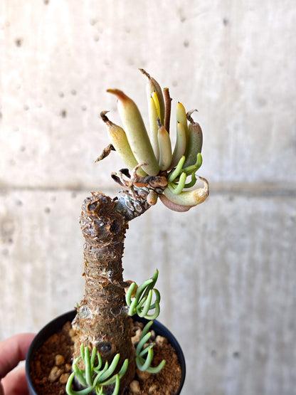 【現品限り】チレコドン・ペアルソニー 現地株 発根済み【M15】 Tylecodon pearsonii