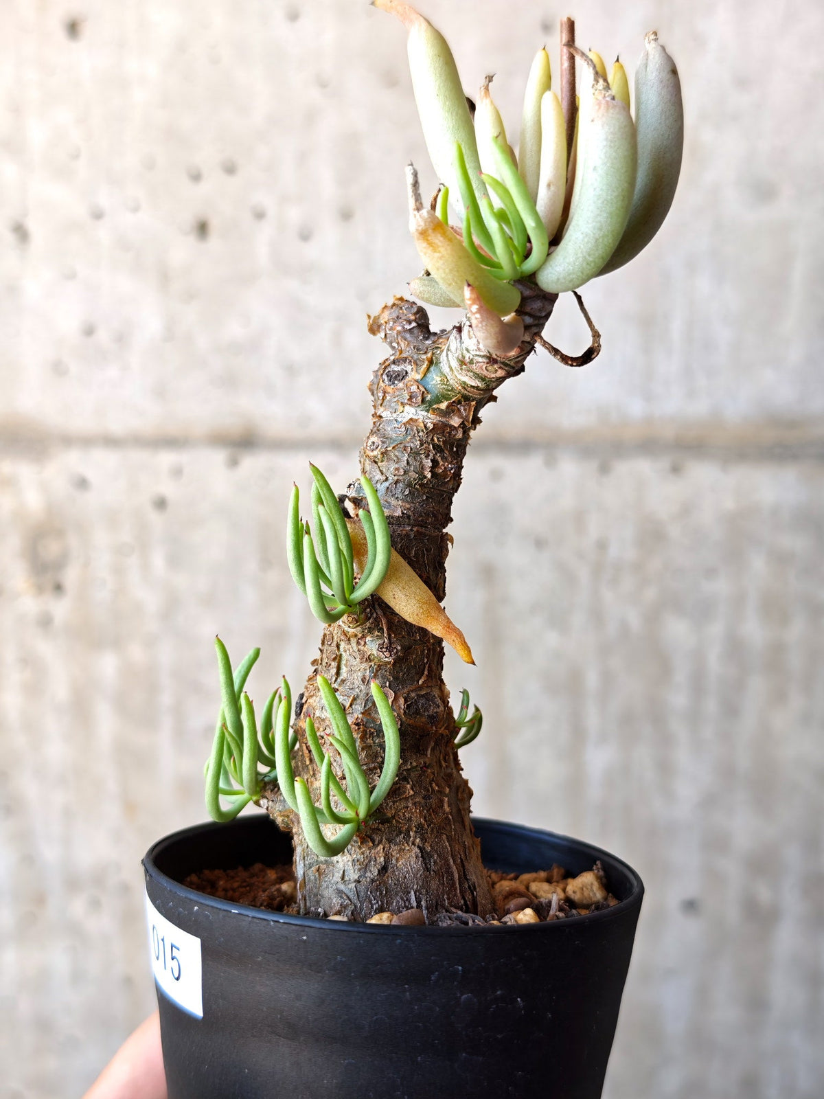 【現品限り】チレコドン・ペアルソニー 現地株 発根済み【M15】 Tylecodon pearsonii