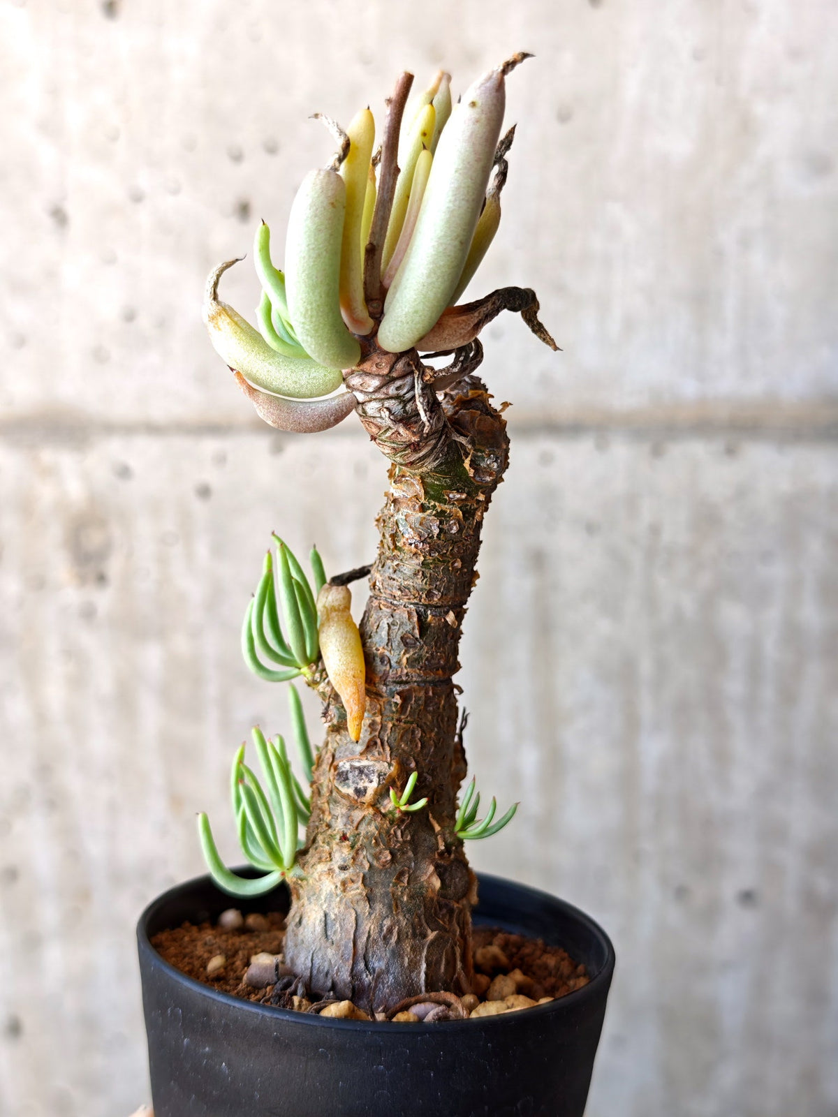 【現品限り】チレコドン・ペアルソニー 現地株 発根済み【M15】 Tylecodon pearsonii