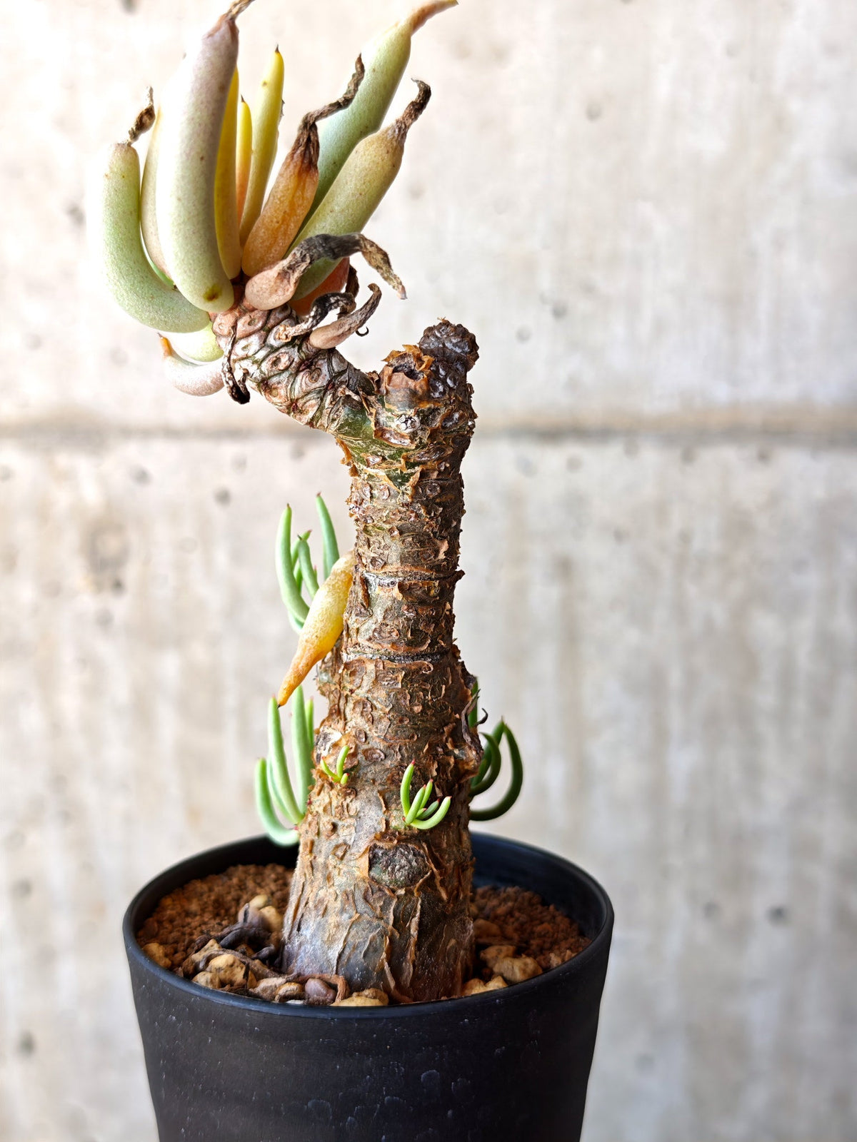 【現品限り】チレコドン・ペアルソニー 現地株 発根済み【M15】 Tylecodon pearsonii