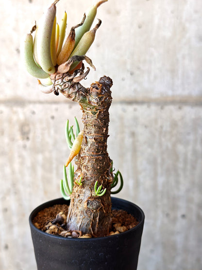 【現品限り】チレコドン・ペアルソニー 現地株 発根済み【M15】 Tylecodon pearsonii