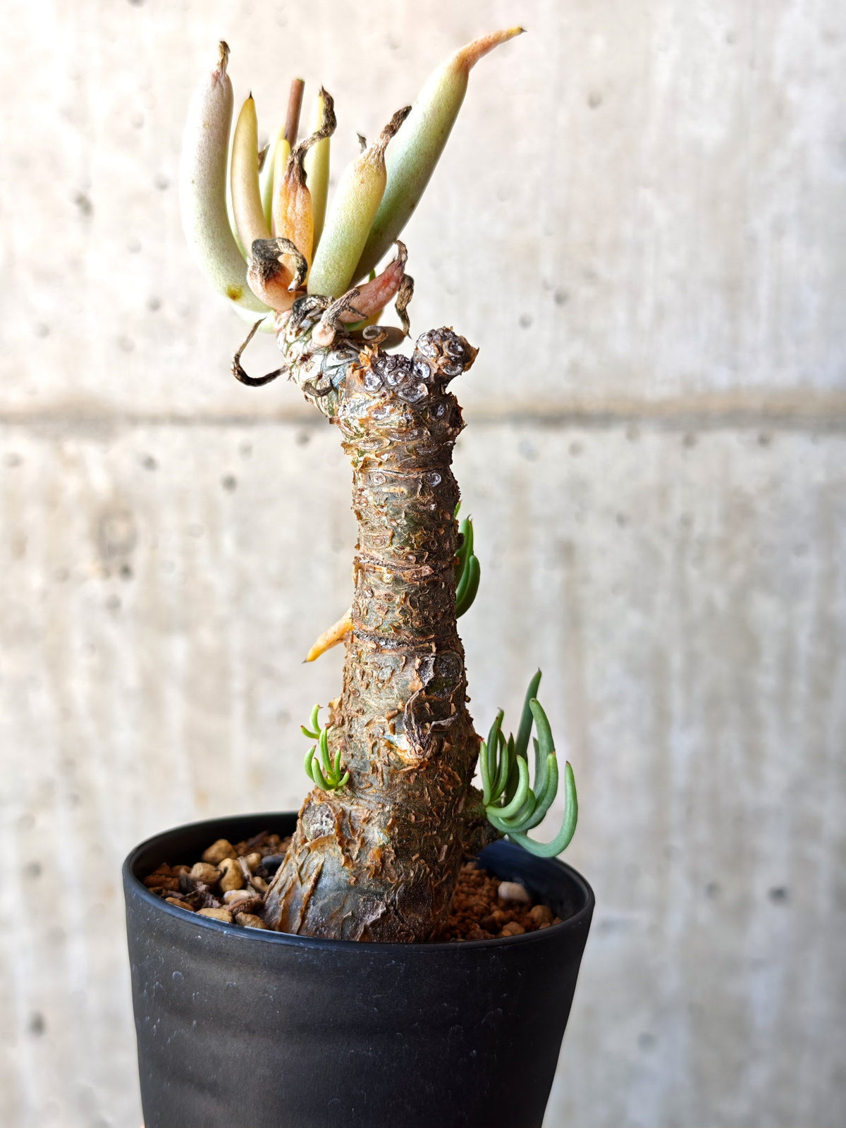 【現品限り】チレコドン・ペアルソニー 現地株 発根済み【M15】 Tylecodon pearsonii