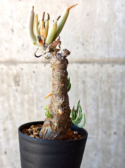 【現品限り】チレコドン・ペアルソニー 現地株 発根済み【M15】 Tylecodon pearsonii