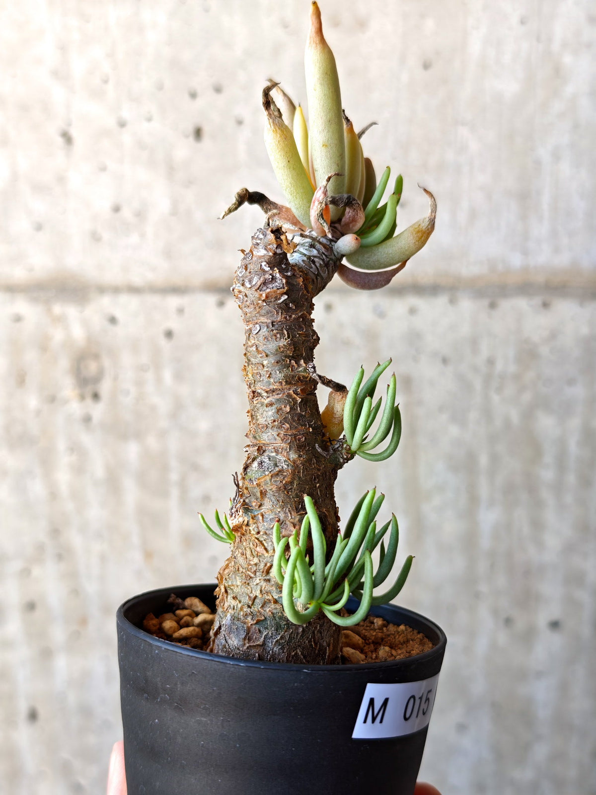 【現品限り】チレコドン・ペアルソニー 現地株 発根済み【M15】 Tylecodon pearsonii