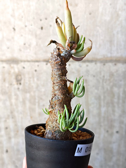 【現品限り】チレコドン・ペアルソニー 現地株 発根済み【M15】 Tylecodon pearsonii