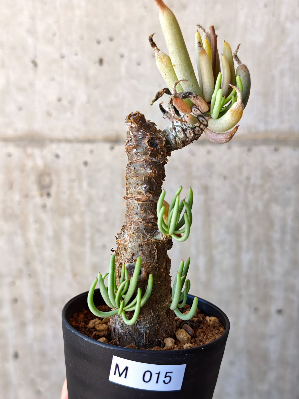 【現品限り】チレコドン・ペアルソニー 現地株 発根済み【M15】 Tylecodon pearsonii