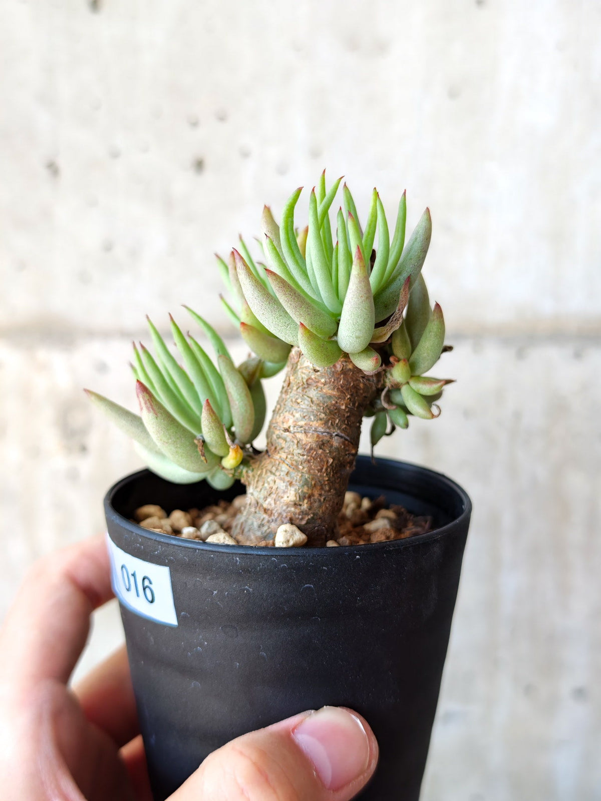【現品限り】チレコドン・ペアルソニー 現地株 発根済み【M16】 Tylecodon pearsonii