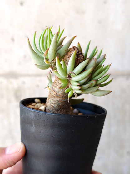 【現品限り】チレコドン・ペアルソニー 現地株 発根済み【M16】 Tylecodon pearsonii