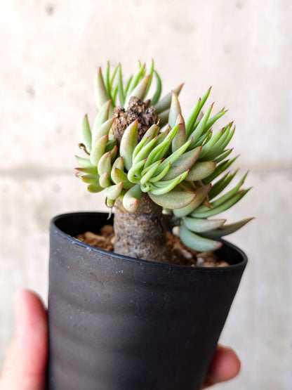 【現品限り】チレコドン・ペアルソニー 現地株 発根済み【M16】 Tylecodon pearsonii