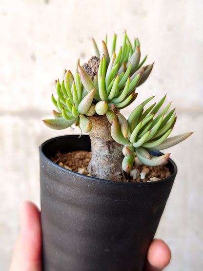 【現品限り】チレコドン・ペアルソニー 現地株 発根済み【M16】 Tylecodon pearsonii