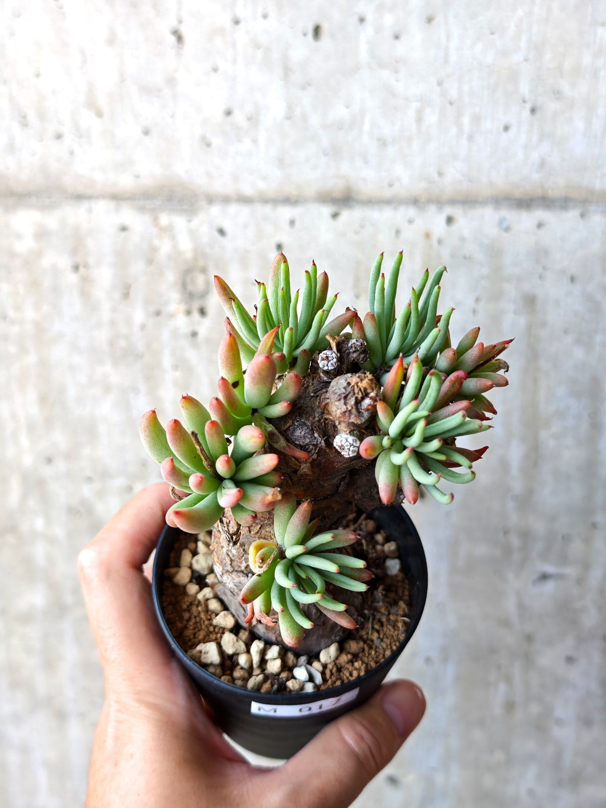 【現品限り】チレコドン・ペアルソニー 現地株 発根済み【M17】 Tylecodon pearsonii