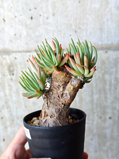 【現品限り】チレコドン・ペアルソニー 現地株 発根済み【M17】 Tylecodon pearsonii