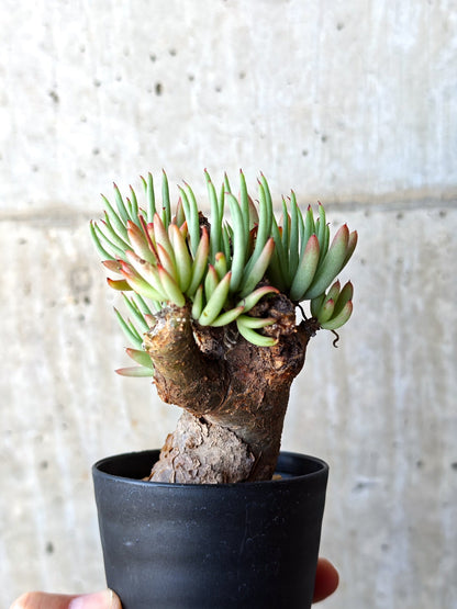 【現品限り】チレコドン・ペアルソニー 現地株 発根済み【M17】 Tylecodon pearsonii