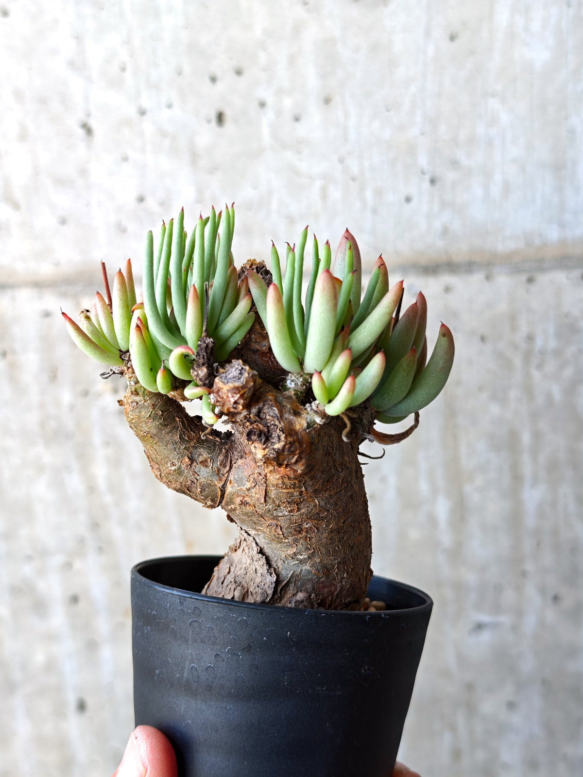 【現品限り】チレコドン・ペアルソニー 現地株 発根済み【M17】 Tylecodon pearsonii