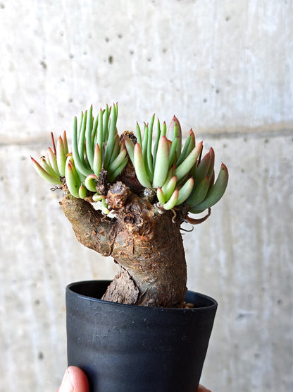 【現品限り】チレコドン・ペアルソニー 現地株 発根済み【M17】 Tylecodon pearsonii