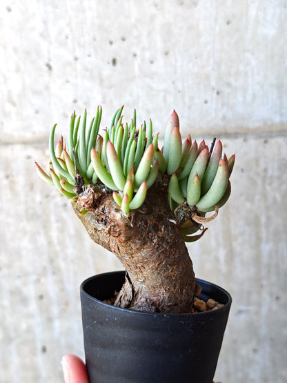 【現品限り】チレコドン・ペアルソニー 現地株 発根済み【M17】 Tylecodon pearsonii