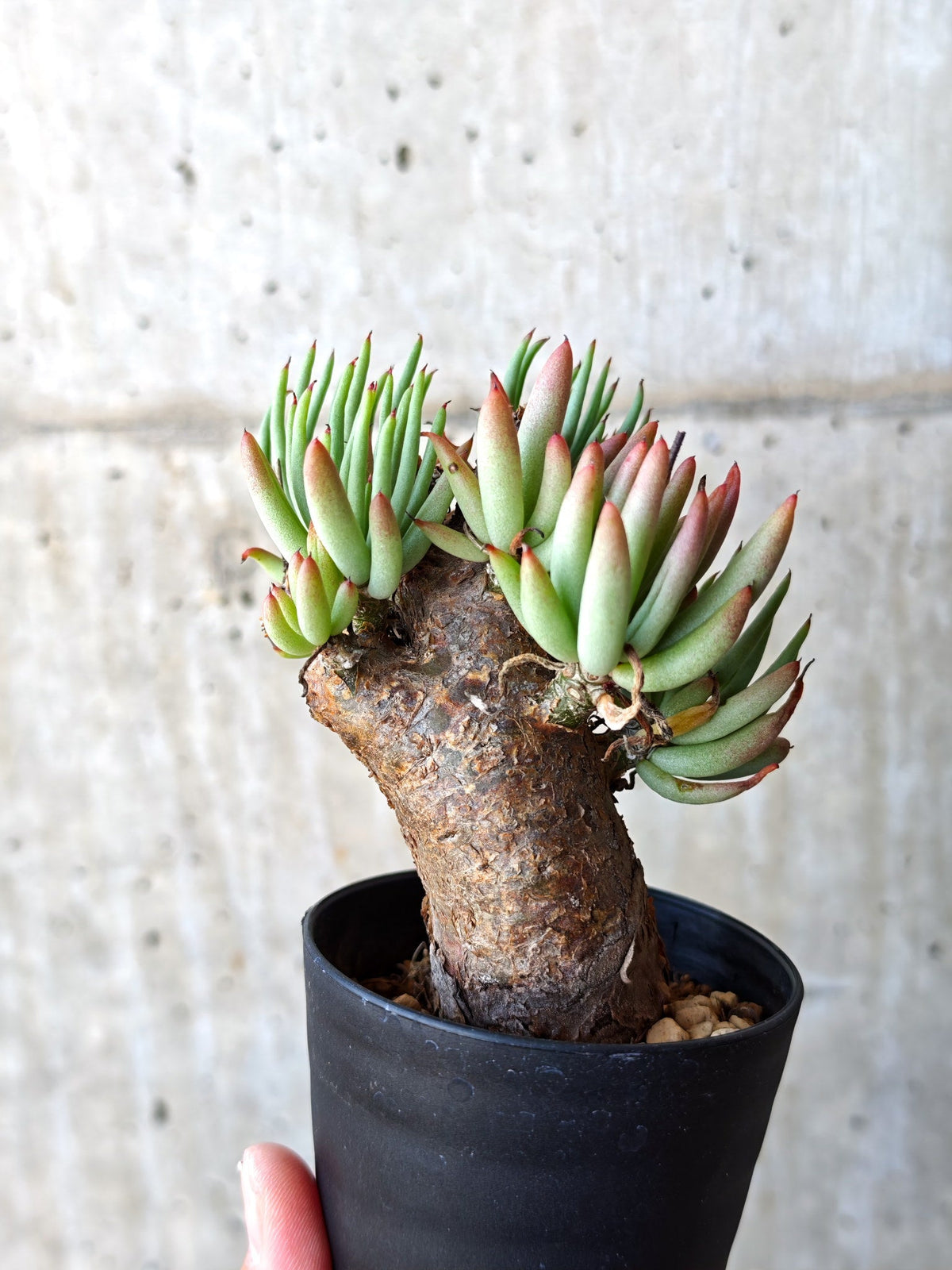 【現品限り】チレコドン・ペアルソニー 現地株 発根済み【M17】 Tylecodon pearsonii