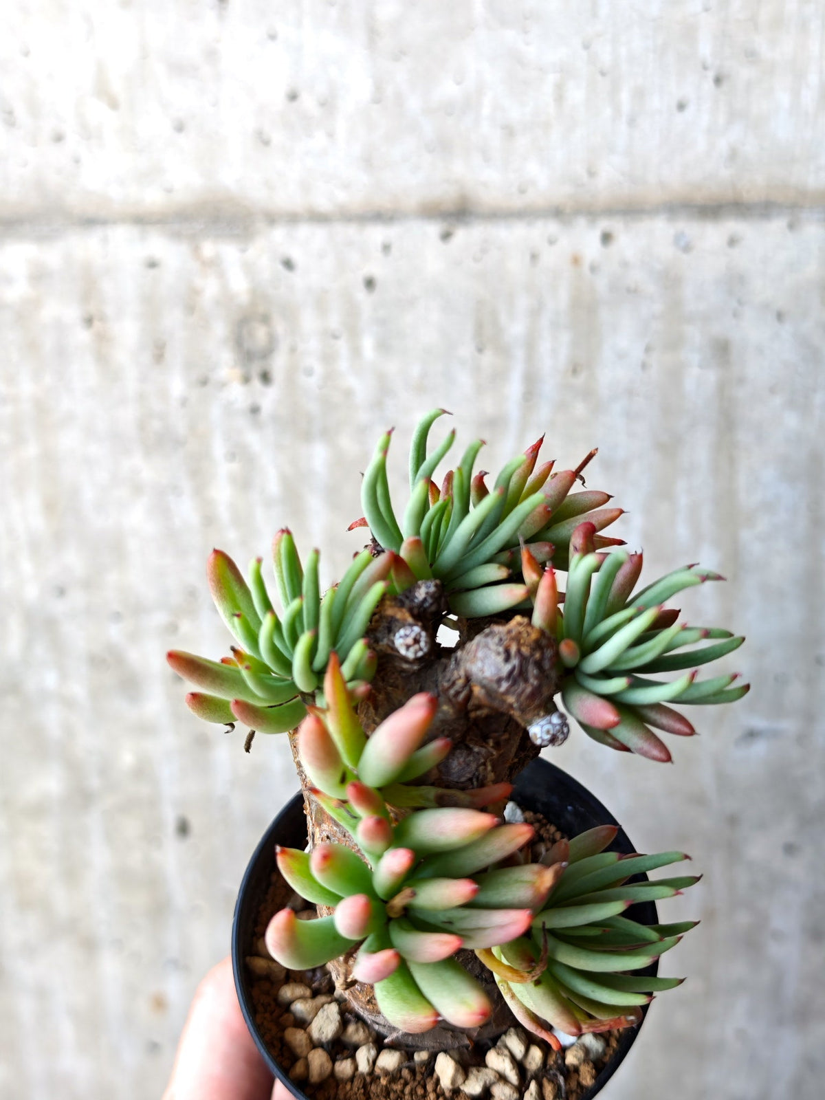 【現品限り】チレコドン・ペアルソニー 現地株 発根済み【M17】 Tylecodon pearsonii