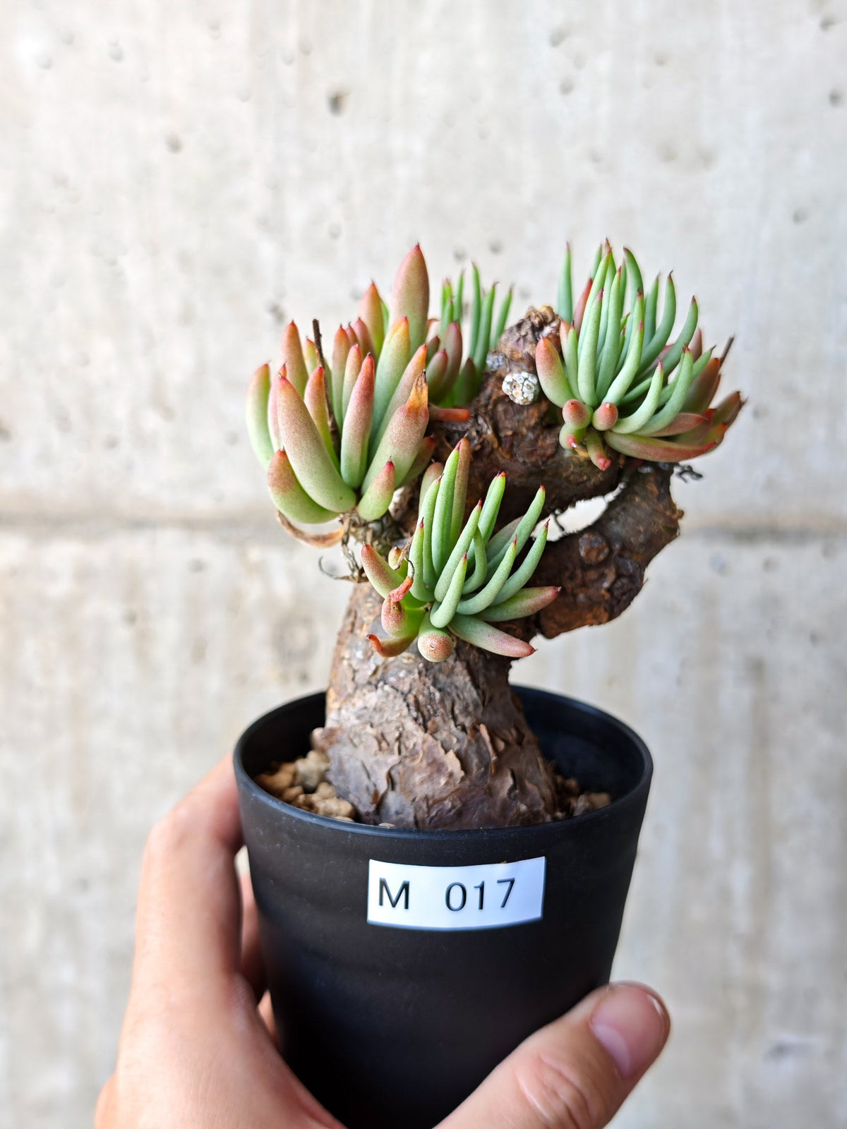 【現品限り】チレコドン・ペアルソニー 現地株 発根済み【M17】 Tylecodon pearsonii