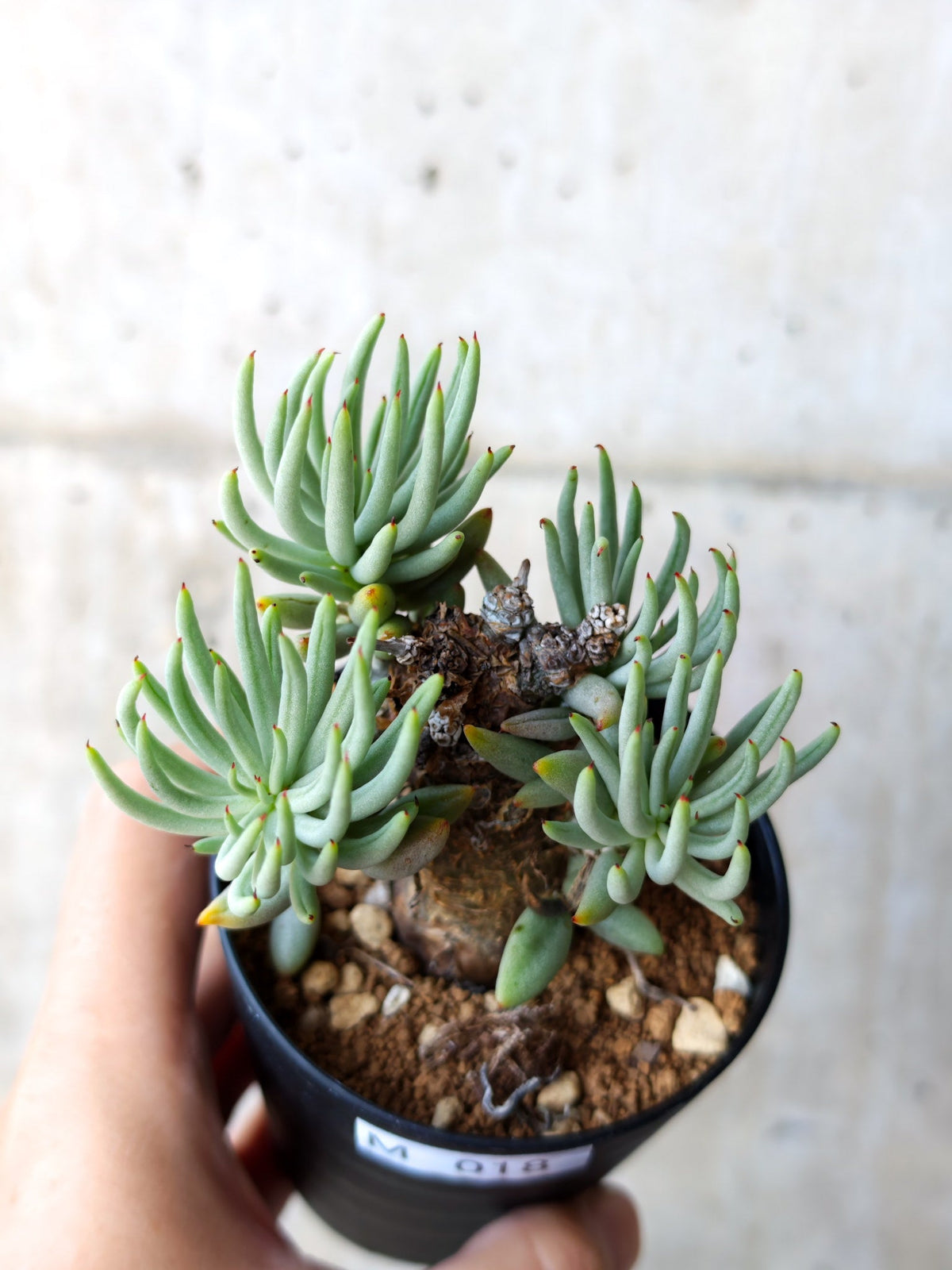 【現品限り】チレコドン・ペアルソニー 現地株 発根済み【M18】 Tylecodon pearsonii