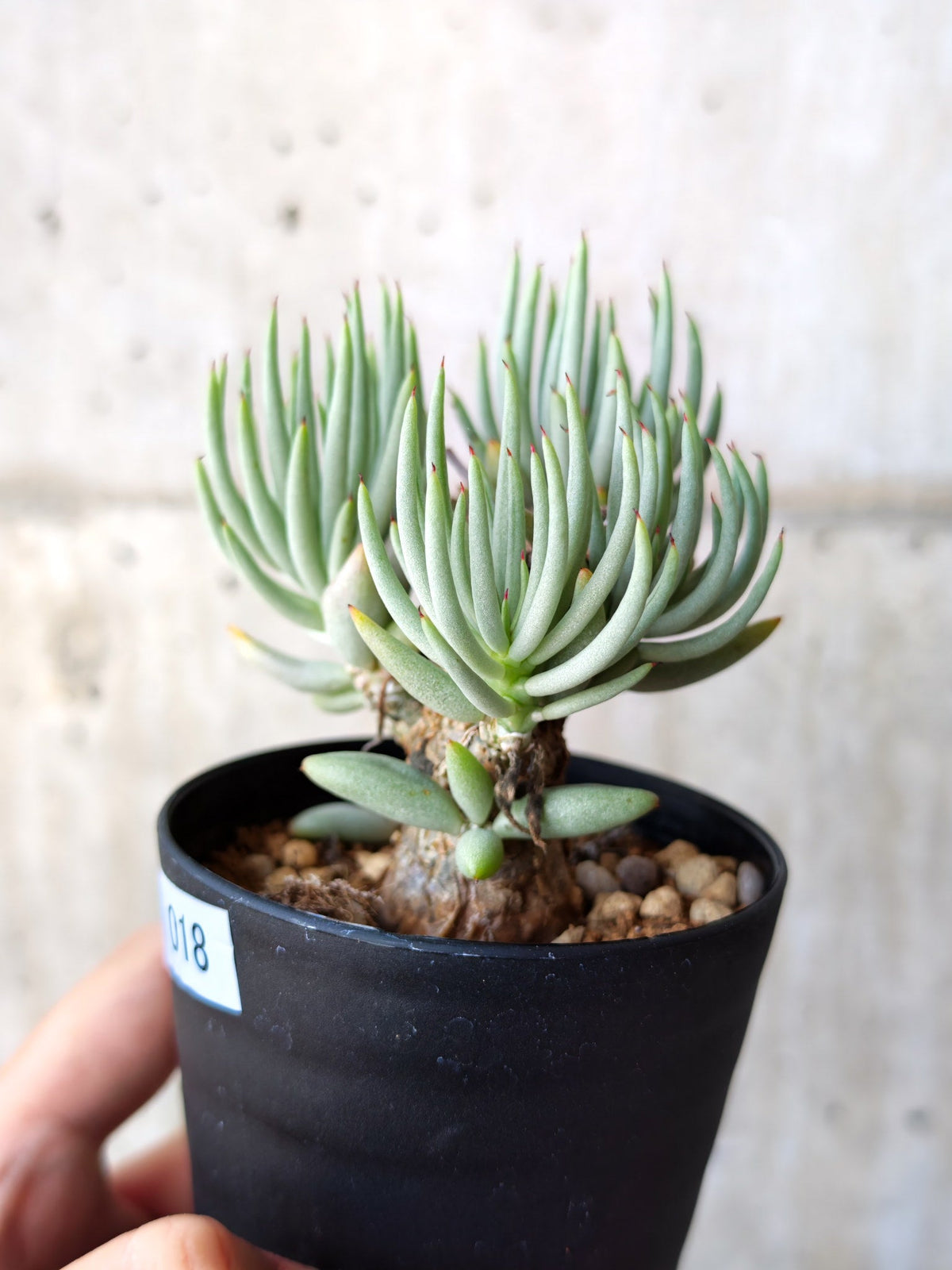 【現品限り】チレコドン・ペアルソニー 現地株 発根済み【M18】 Tylecodon pearsonii