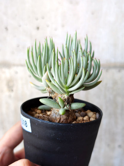 【現品限り】チレコドン・ペアルソニー 現地株 発根済み【M18】 Tylecodon pearsonii