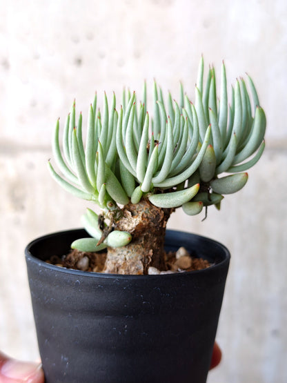 【現品限り】チレコドン・ペアルソニー 現地株 発根済み【M18】 Tylecodon pearsonii