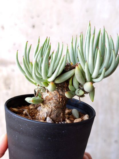 【現品限り】チレコドン・ペアルソニー 現地株 発根済み【M18】 Tylecodon pearsonii