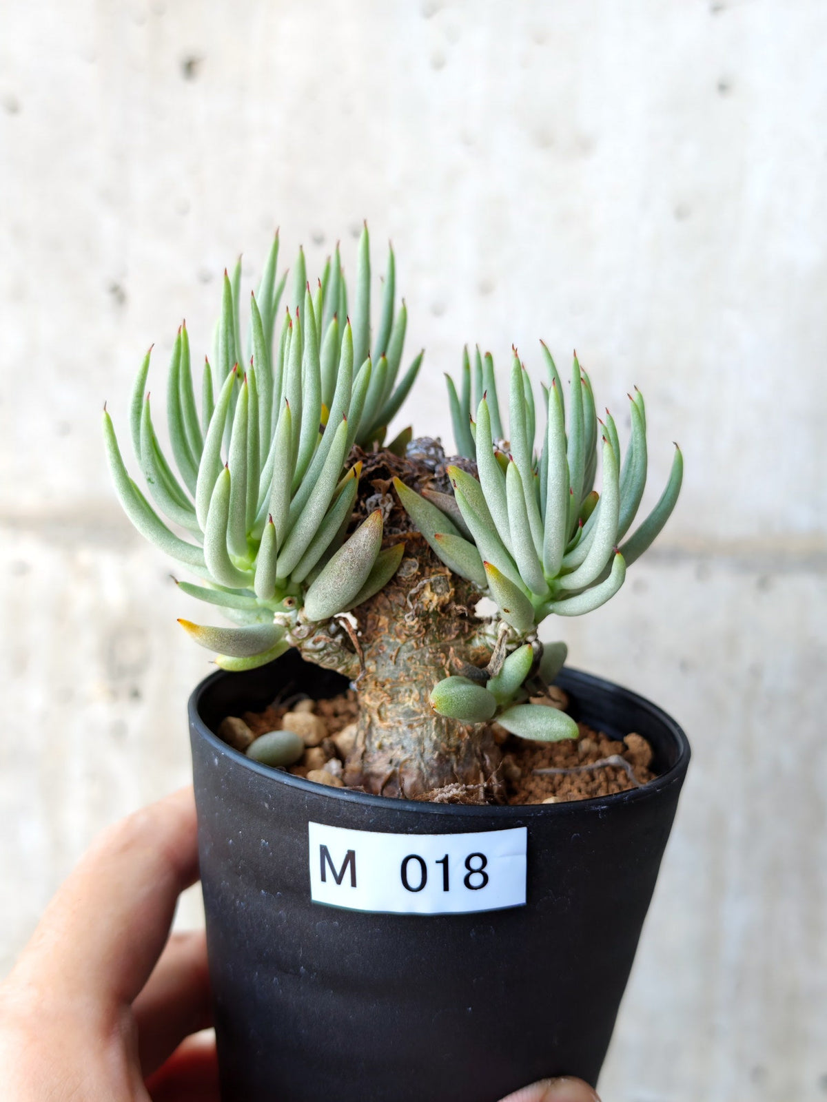 【現品限り】チレコドン・ペアルソニー 現地株 発根済み【M18】 Tylecodon pearsonii