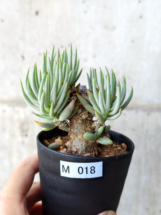 【現品限り】チレコドン・ペアルソニー 現地株 発根済み【M18】 Tylecodon pearsonii