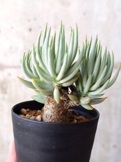 【現品限り】チレコドン・ペアルソニー 現地株 発根済み【M18】 Tylecodon pearsonii