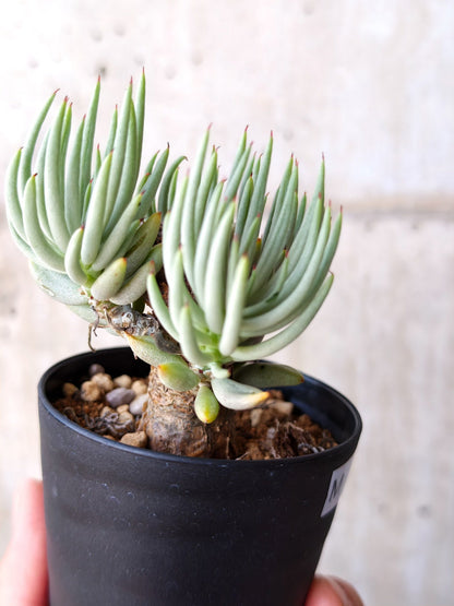 【現品限り】チレコドン・ペアルソニー 現地株 発根済み【M18】 Tylecodon pearsonii