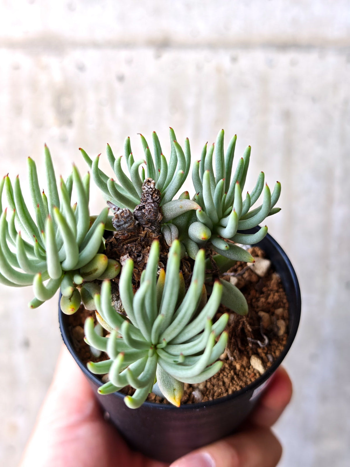 【現品限り】チレコドン・ペアルソニー 現地株 発根済み【M18】 Tylecodon pearsonii