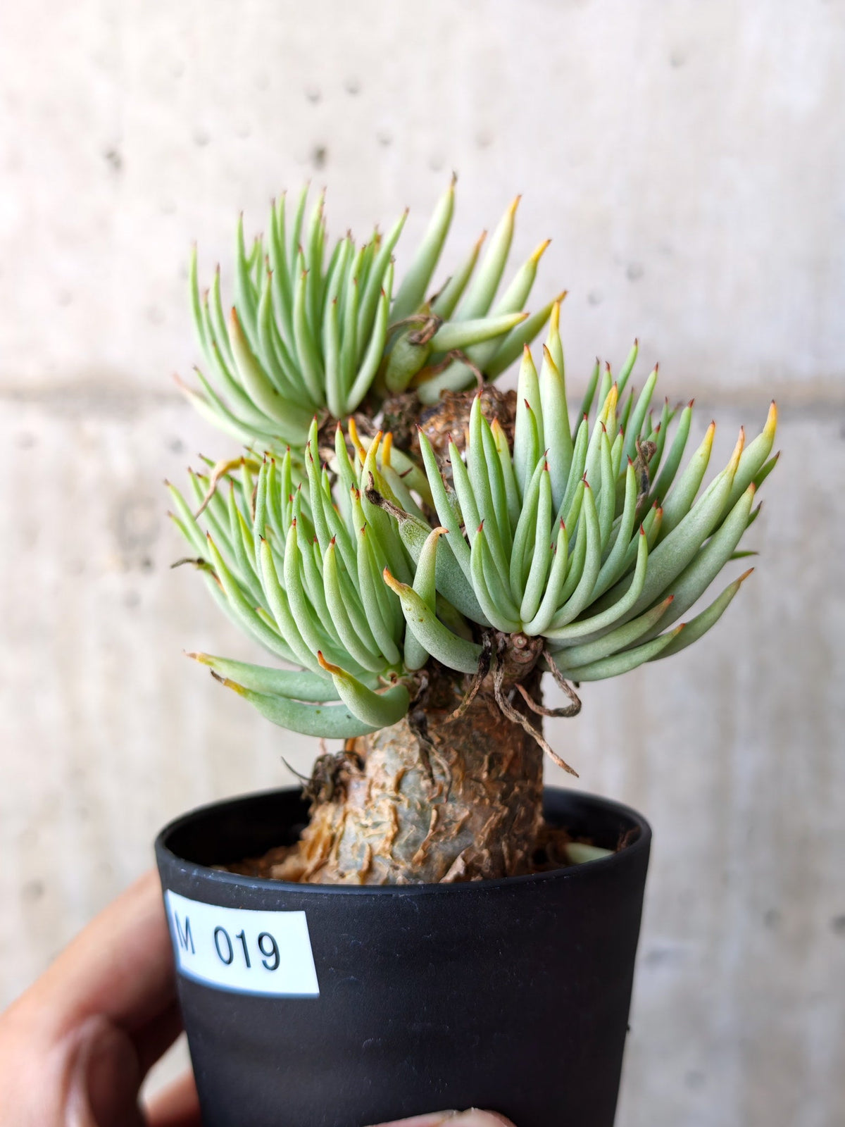 【現品限り】チレコドン・ペアルソニー 現地株 発根済み【M19】 Tylecodon pearsonii