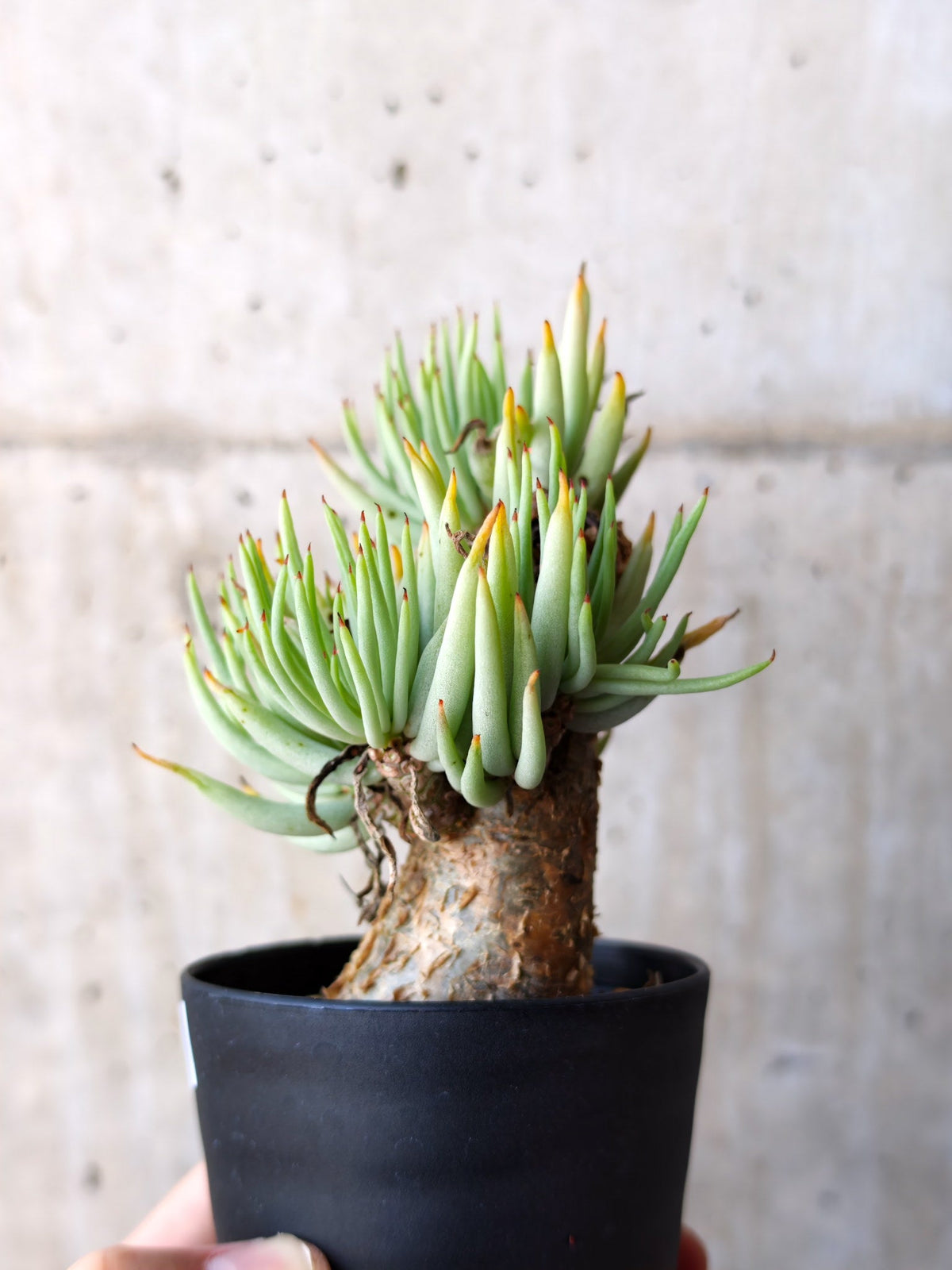 【現品限り】チレコドン・ペアルソニー 現地株 発根済み【M19】 Tylecodon pearsonii