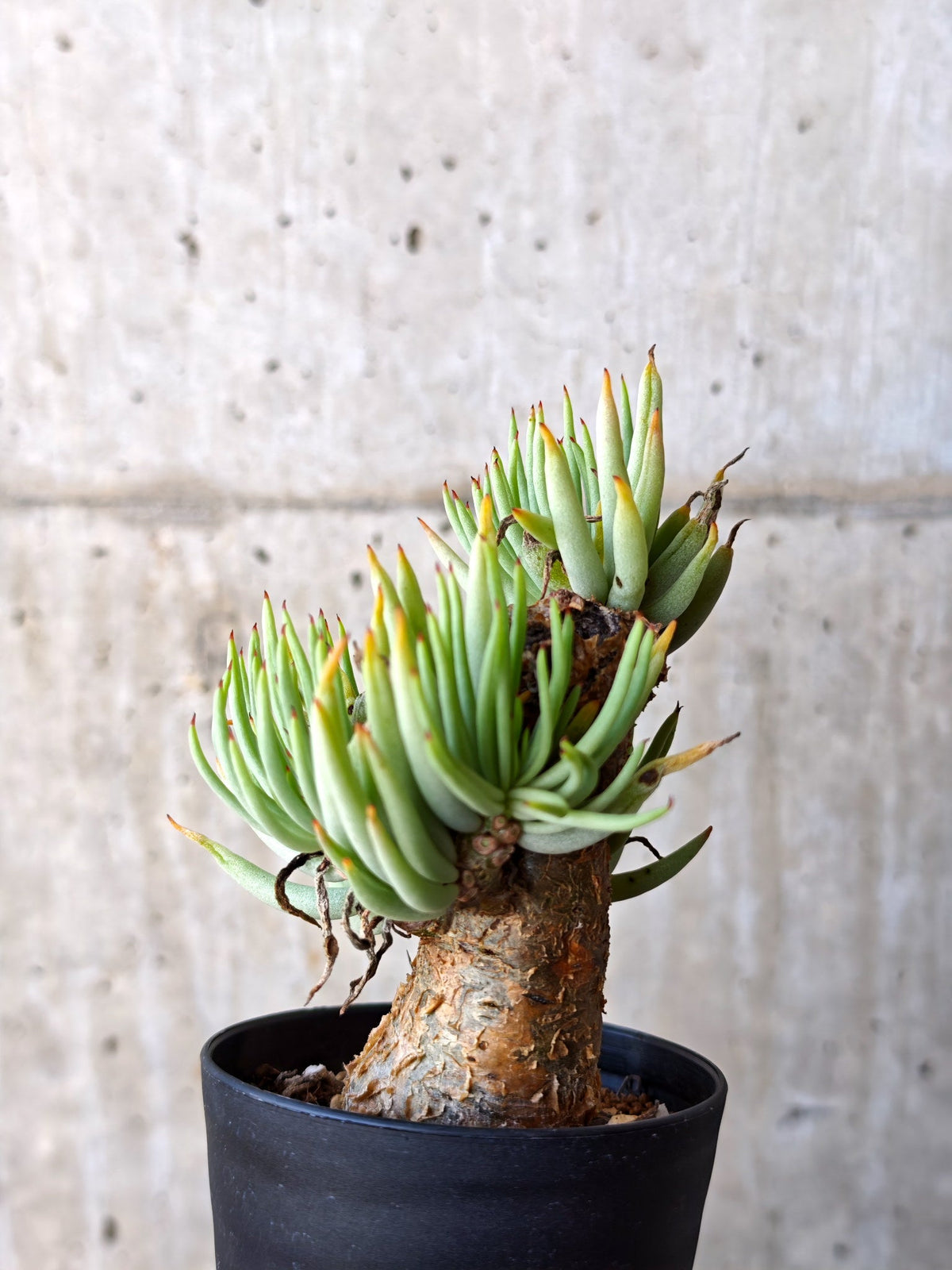 【現品限り】チレコドン・ペアルソニー 現地株 発根済み【M19】 Tylecodon pearsonii