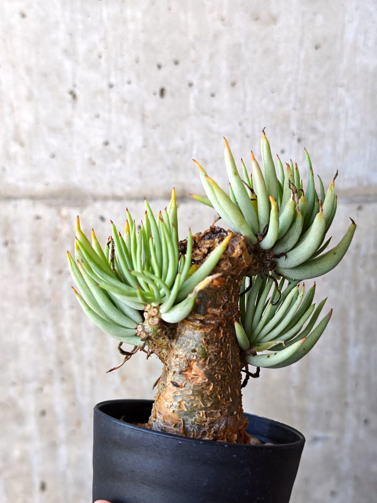 【現品限り】チレコドン・ペアルソニー 現地株 発根済み【M19】 Tylecodon pearsonii
