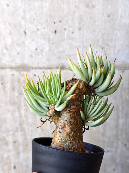 【現品限り】チレコドン・ペアルソニー 現地株 発根済み【M19】 Tylecodon pearsonii