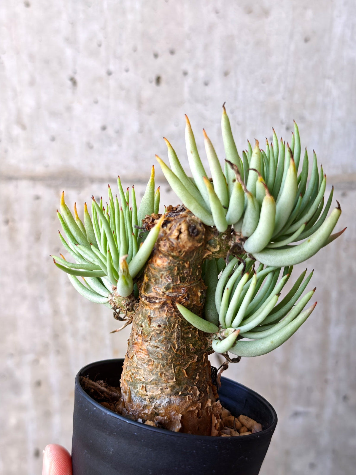【現品限り】チレコドン・ペアルソニー 現地株 発根済み【M19】 Tylecodon pearsonii