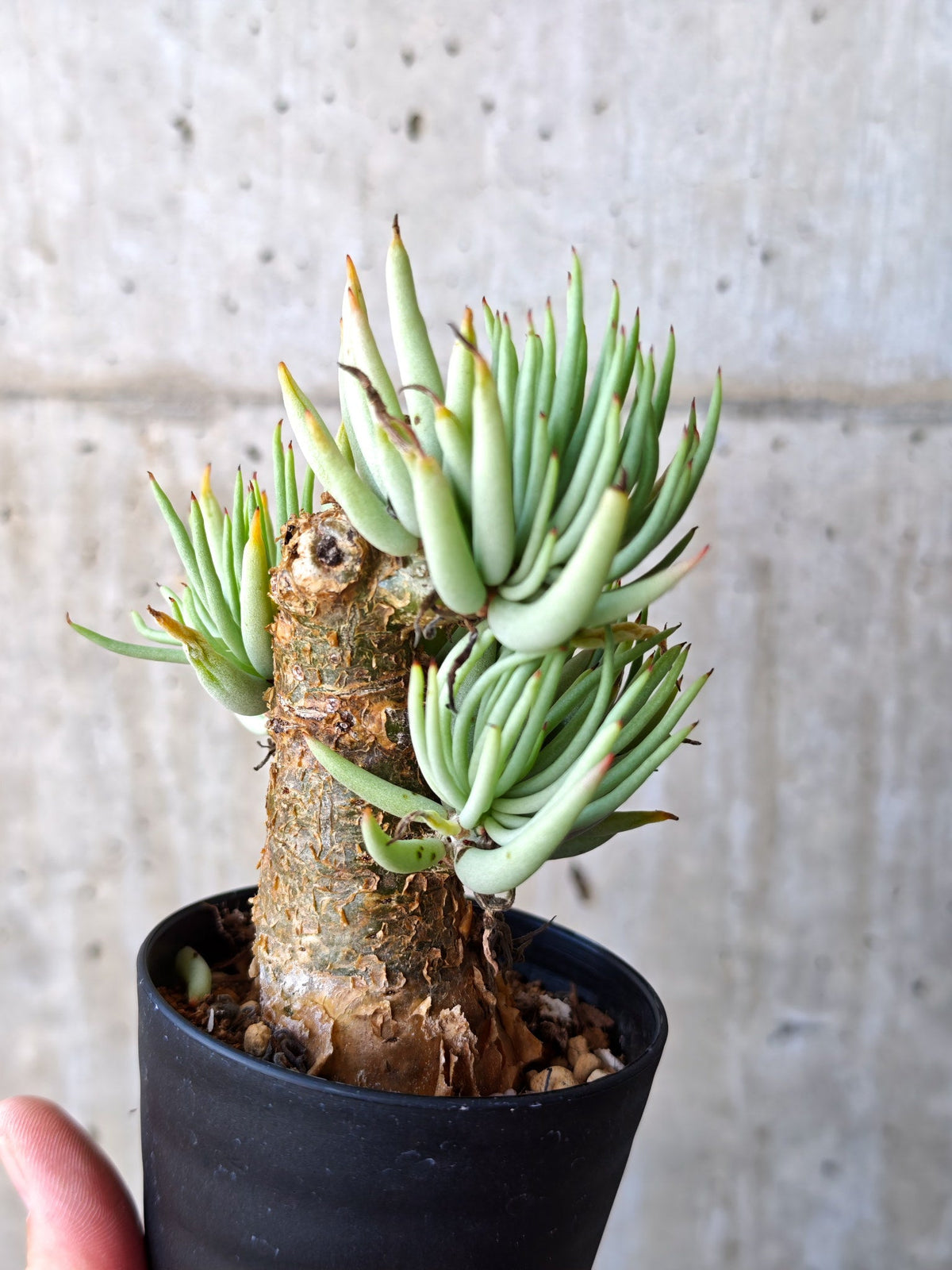 【現品限り】チレコドン・ペアルソニー 現地株 発根済み【M19】 Tylecodon pearsonii