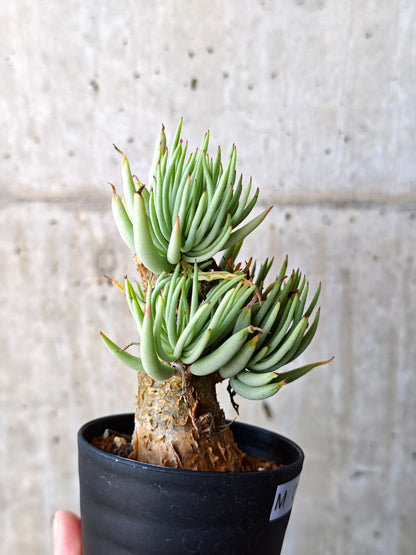 【現品限り】チレコドン・ペアルソニー 現地株 発根済み【M19】 Tylecodon pearsonii